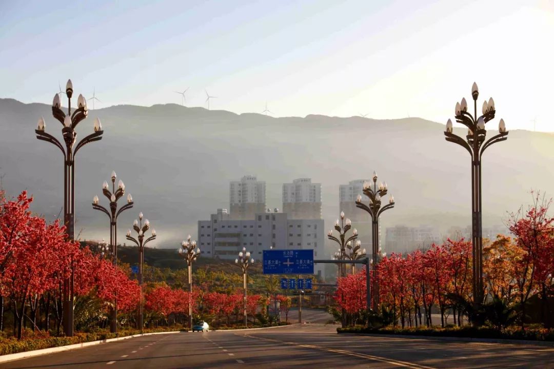 连日来,从早到晚,到富源新城北区长治路,立基大道欣赏樱花的市民们