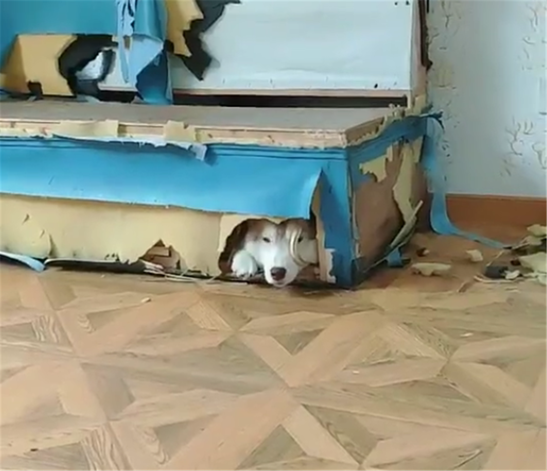 哈士奇拆家,钻进沙发里不出来,狗:我俩在沙发底下做了个窝