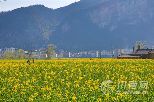 2019古藺縣雙沙菜花旅遊文化開放月將於3月9日開幕_雙沙鎮