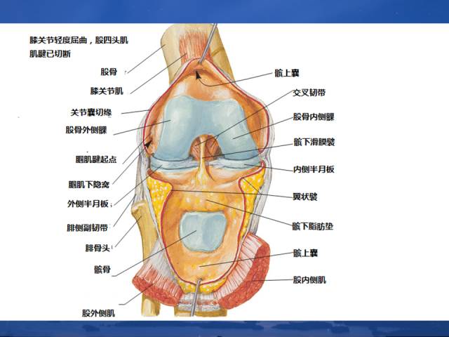 膝關節解剖你熟記了麼