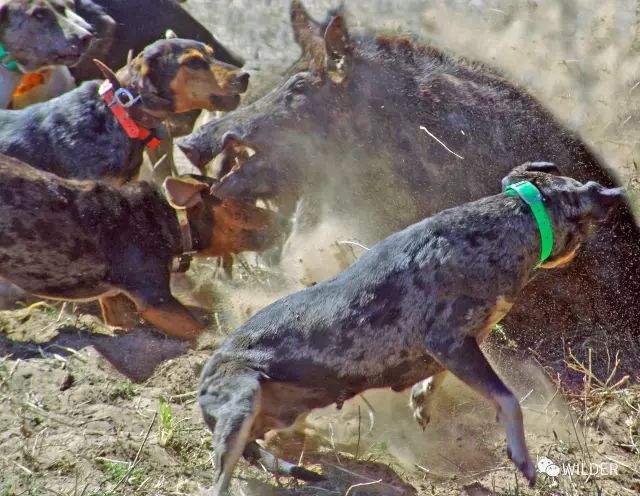加泰霍拉牧猪犬图片