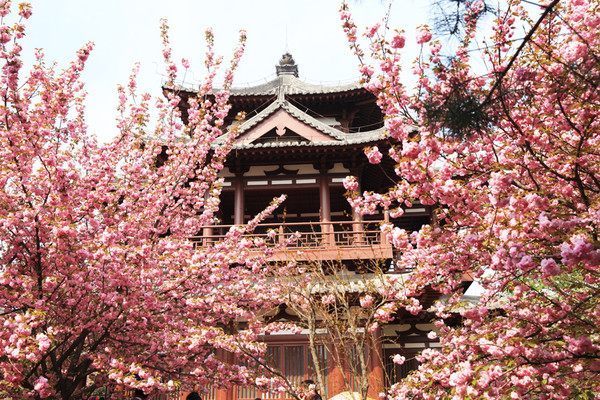 交通大學,西安興慶宮公園,滻灞國家溼地公園,長安區郭杜櫻花廣場等地