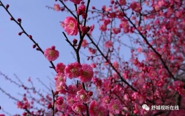 藕塘村百亩梅花又到绽放时节,虽然连绵阴雨延迟了花期,但春天终究到来