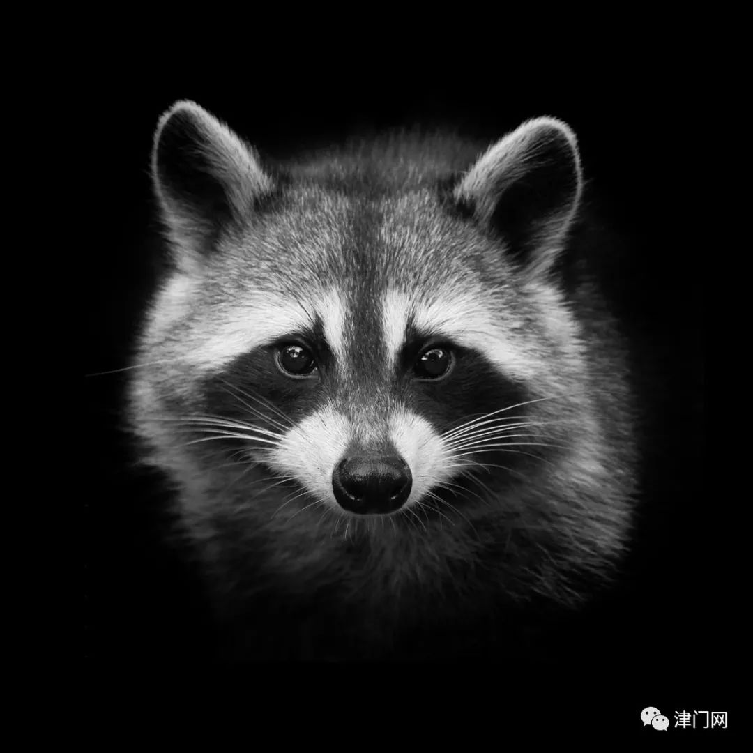 【黑白影像】李奇渊动物肖像摄影作品赏析