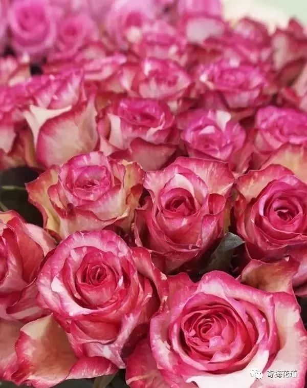 五款新颖双色玫瑰每一款都美到窒息