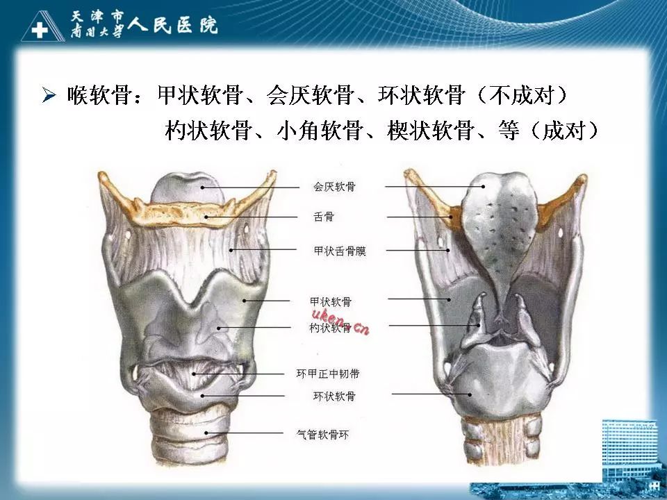 喉结图 解剖图图片