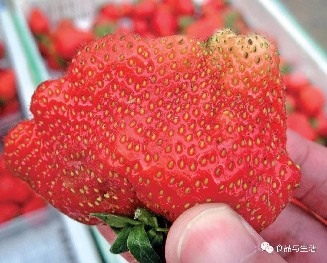 畸形草莓是怎么长出来的?