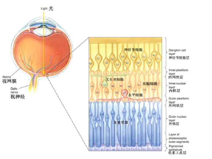 视网膜十层结构示意图图片