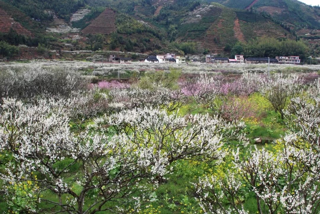 桃花的红,李花的白,油菜花的金黄 每年阳春三月,一眼绝色,便深深