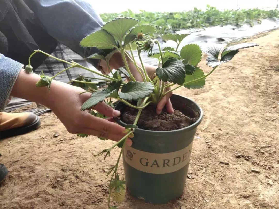 321方法/步驟親手種植一盆草莓帶回家,仔細觀察他的生長過程,返程的