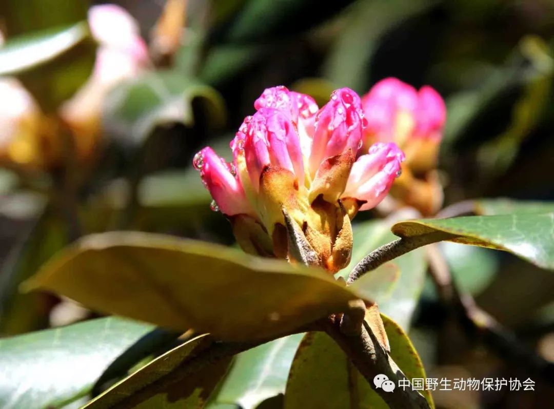 雉雞(成都動物園供圖)苔蘚(尚濤/攝)岩羊(臥龍國家級自然保護區紅外