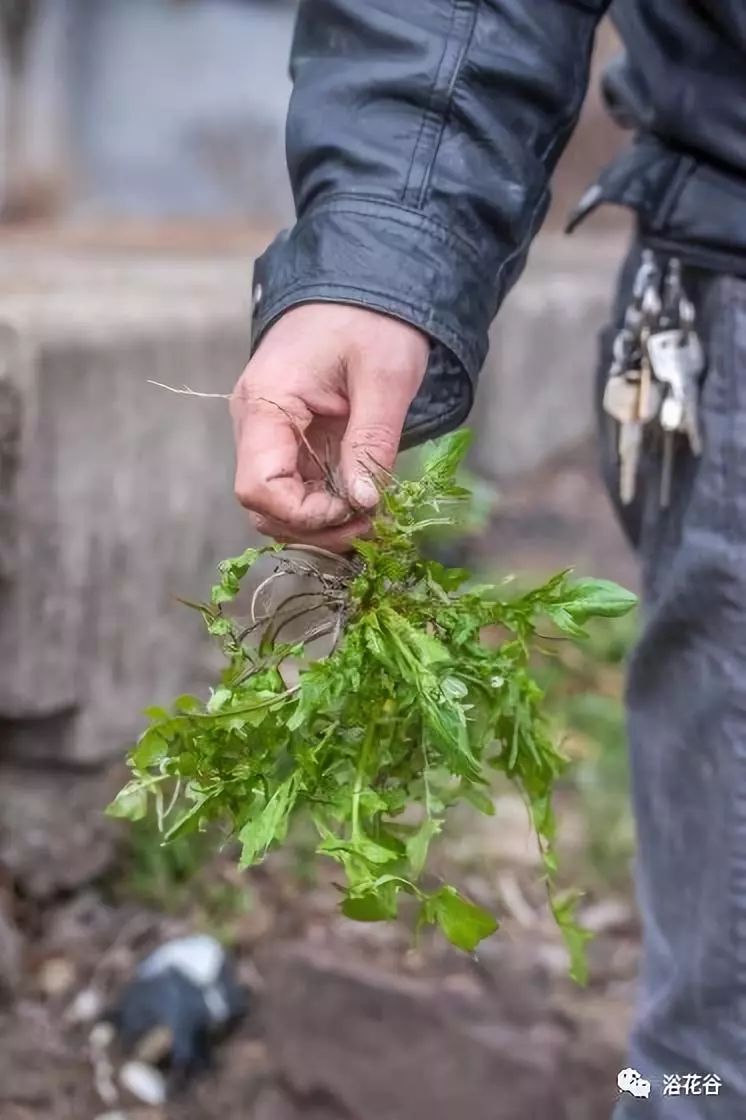 三种方法教你识别荠菜带图