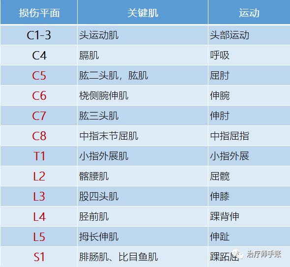 肌肉起止点功能图表图片