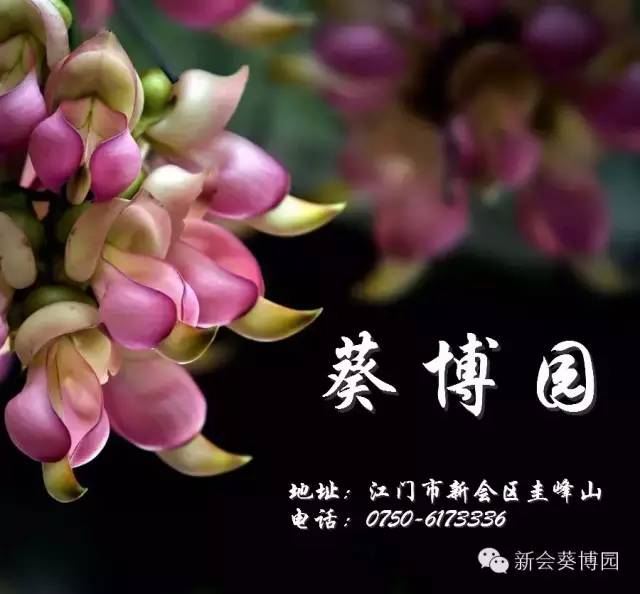 新会葵博园禾雀花图片