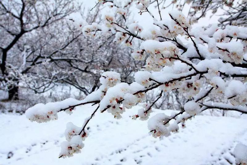 昨夜寒風蕭瑟, 今朝瑞雪紛飄, 圍爐煮酒把朋邀.