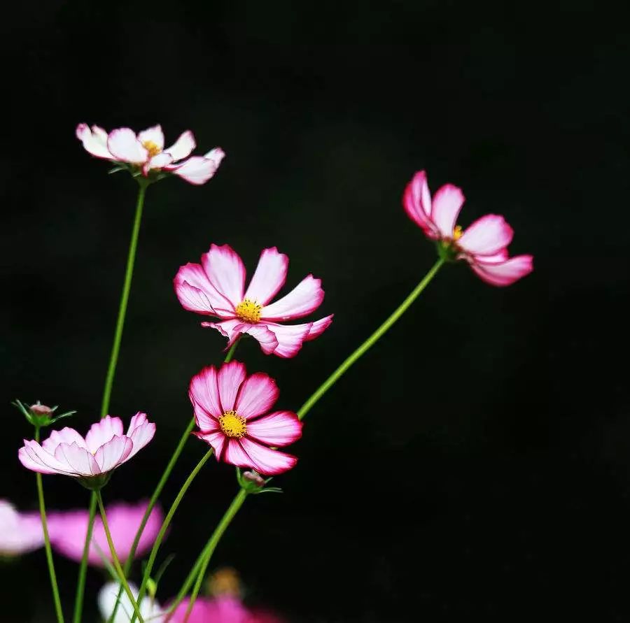 八瓣格桑花的新生图片