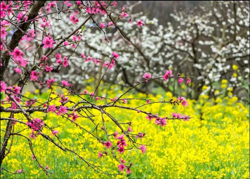 万株黄花风铃木快把摄影师逼疯了,三月踏春赏花去这里!