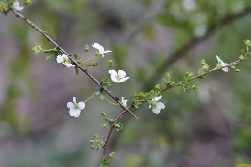 活动招募惊蛰节气之春暖上植绿满园