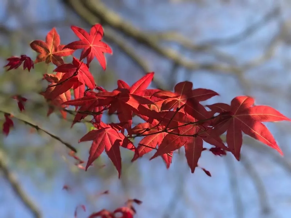 在曲靖那颯爽的秋風與漫天飛舞的紅葉可能第一時間想到的就是