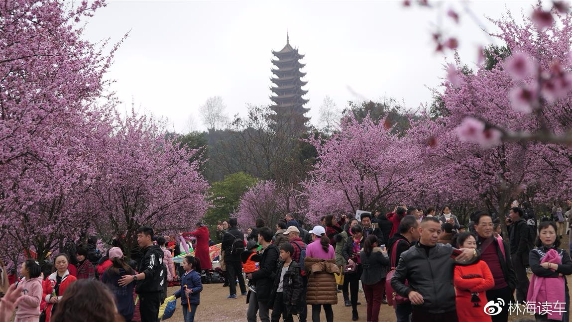 深紅愛淺紅,電臺駕車10分鐘看驚豔桃花滿山綻放_照母山