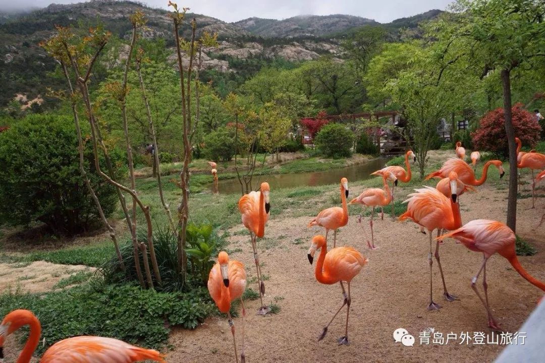 週日休閒310小珠山野生動物園草莓採摘