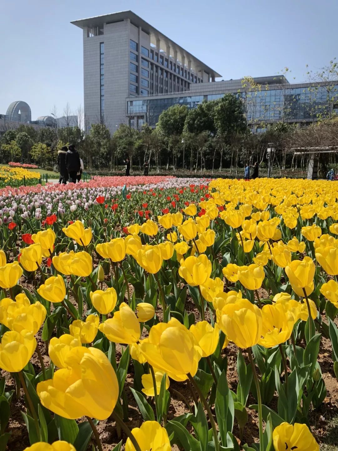 瓯海区半塘园万株郁金香迎春盛开等您来赏