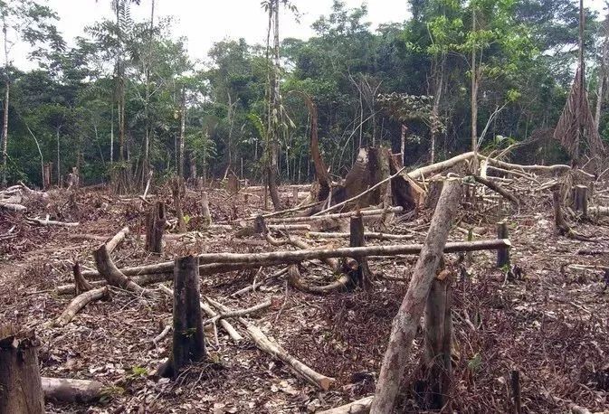 缅甸:森林破坏率下降50%,植被逐步恢复中