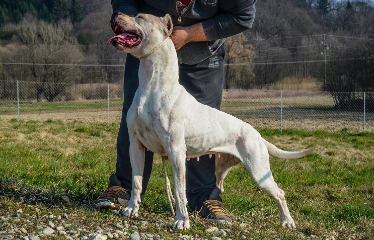 原創
            最具時尚感的4種猛犬，一種譽為天使之翼，一種是歐洲女士最愛 未分類 第3張