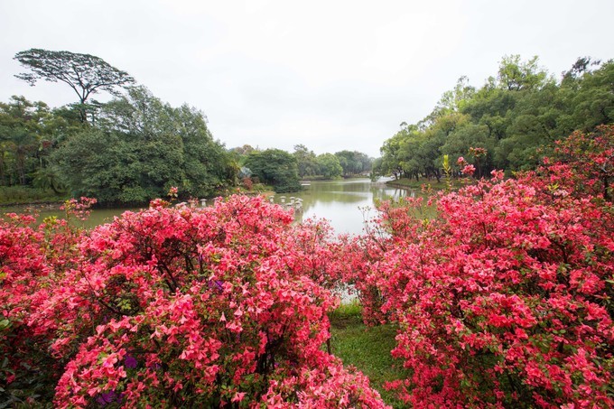 春光三月百花艳,广东市内赏花攻略