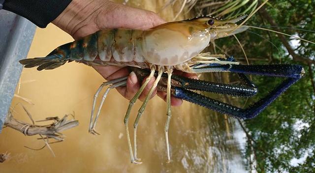 越南湄公河泛滥的大罗氏虾又被中国钓友给狠狠的收拾了一次