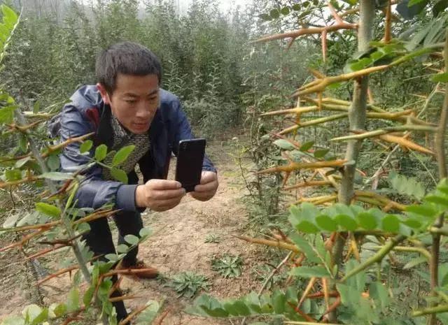 農村此植物全身刺農民拿來當柴火燒殊不知價值千金