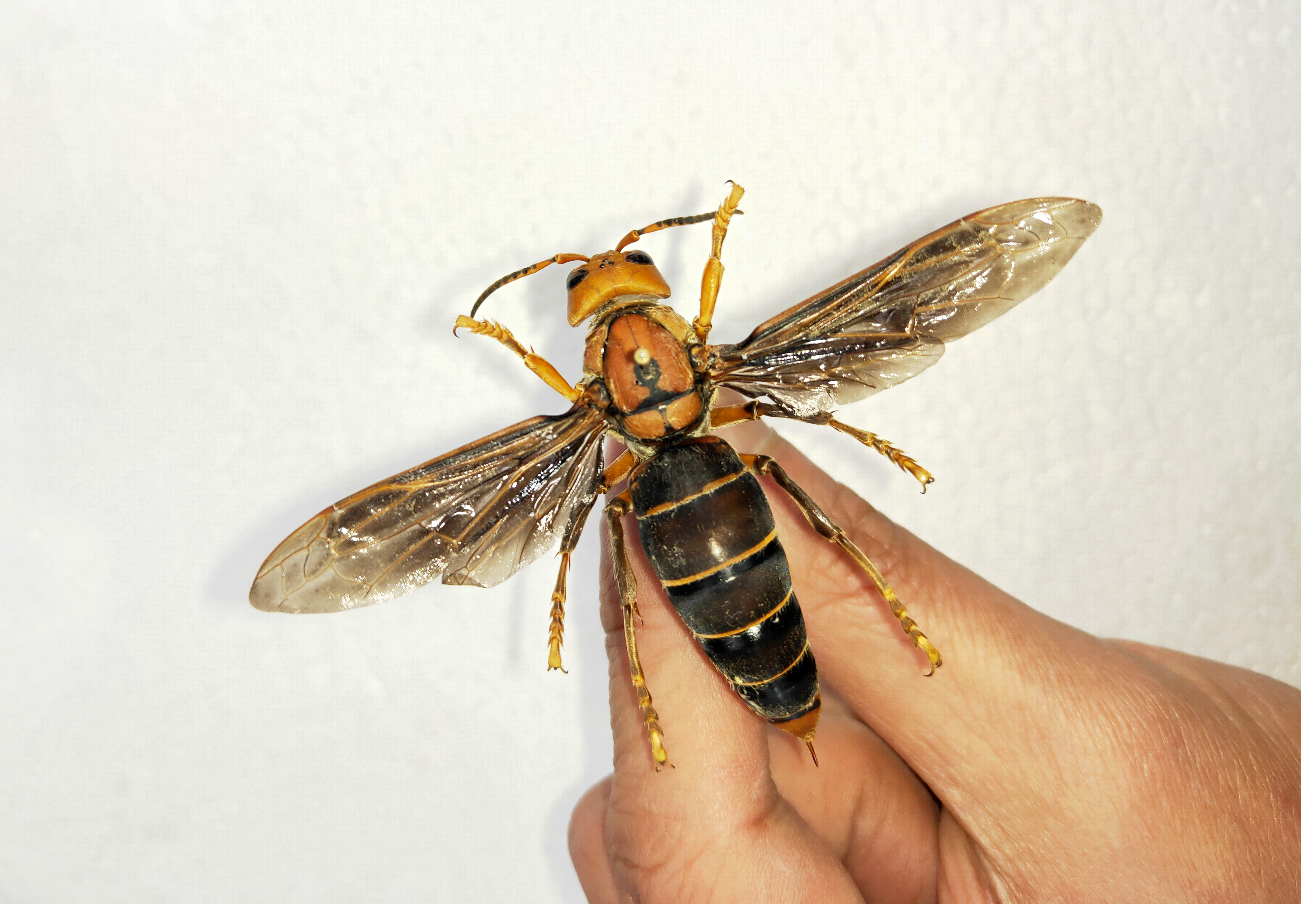 昆虫专家在云南发现体长超过6厘米的超级大黄蜂