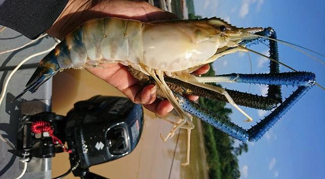 越南湄公河泛滥的大罗氏虾,又被中国钓友给狠狠的收拾了一次