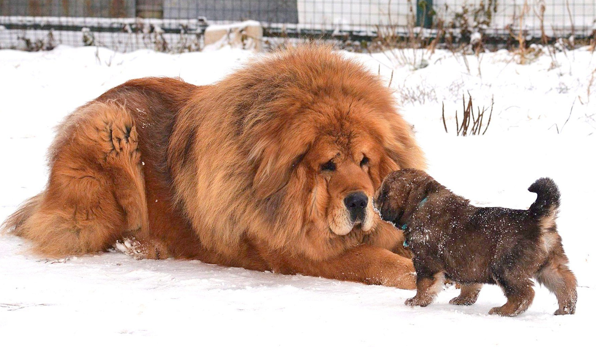 藏獒vs雪豹图片