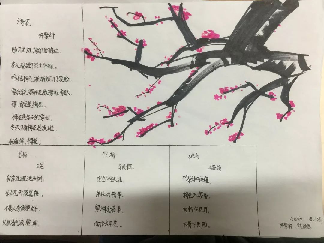 三年级植物梅花记录卡图片