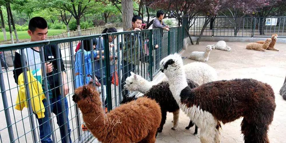 濮陽野生動物園親子一日遊_科普