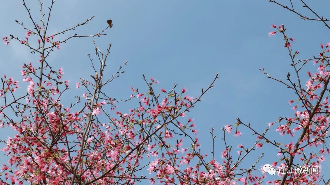 连江丹阳樱花园图片