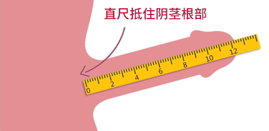 6～8 厘米,勃起市长度大约为 10～12 厘米,周径为 7～10 厘米