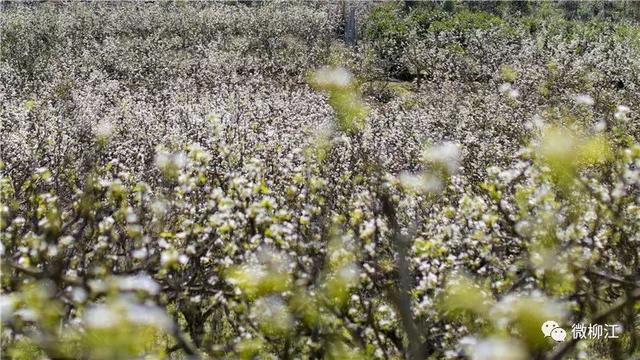 梨梨梨花開了一場梨花雪驚豔了柳州整個春天