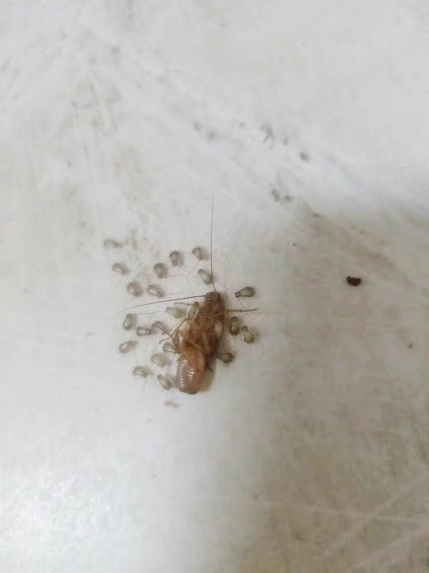 刚出生的小蟑螂图片
