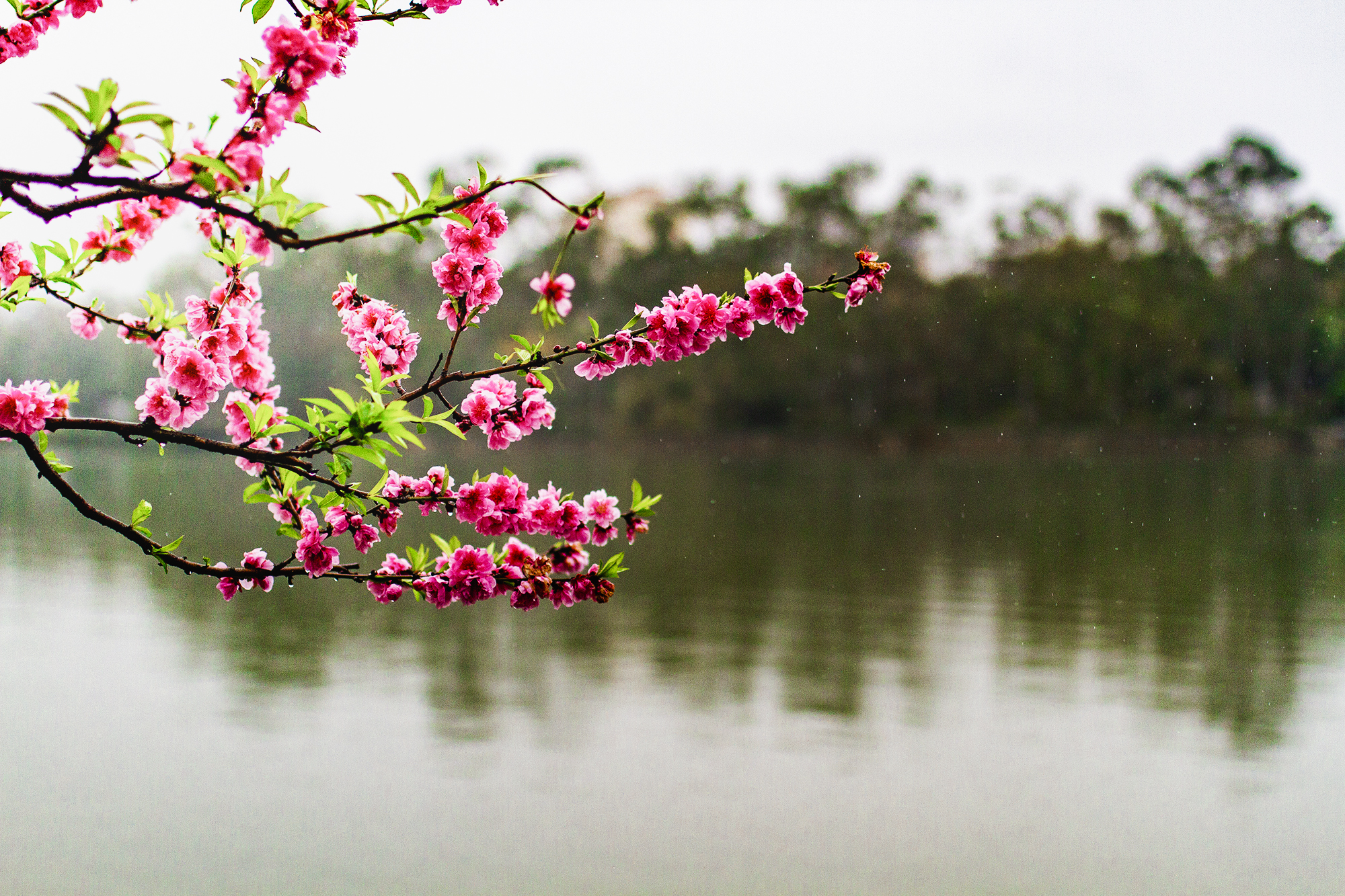 最美桃花树风景图片图片