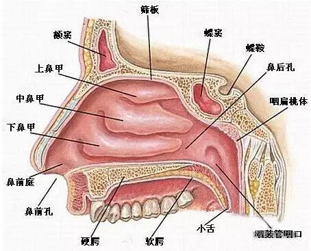下面,让我们先通过一张鼻腔结构图,对鼻腔内部有个印象:这两天由于