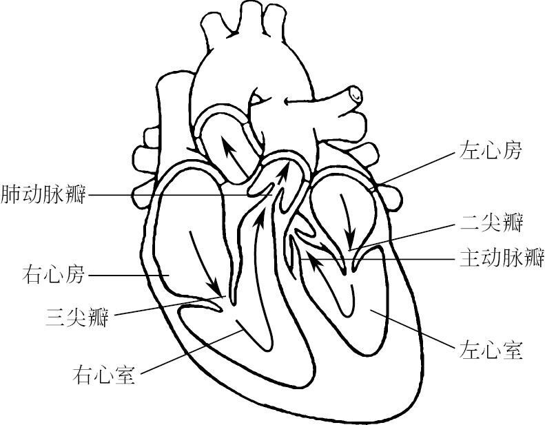 心脏的结构简图手绘图图片
