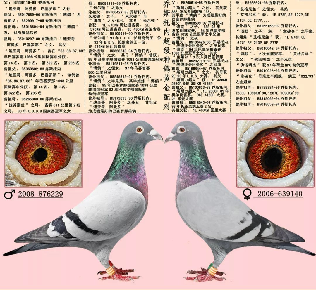 【图集】16组超级黄金配对例子,血统鸽眼体型解析