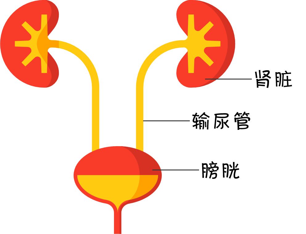 什么程度的憋尿会导致膀胱爆炸?憋尿还真有可能导致膀胱爆炸