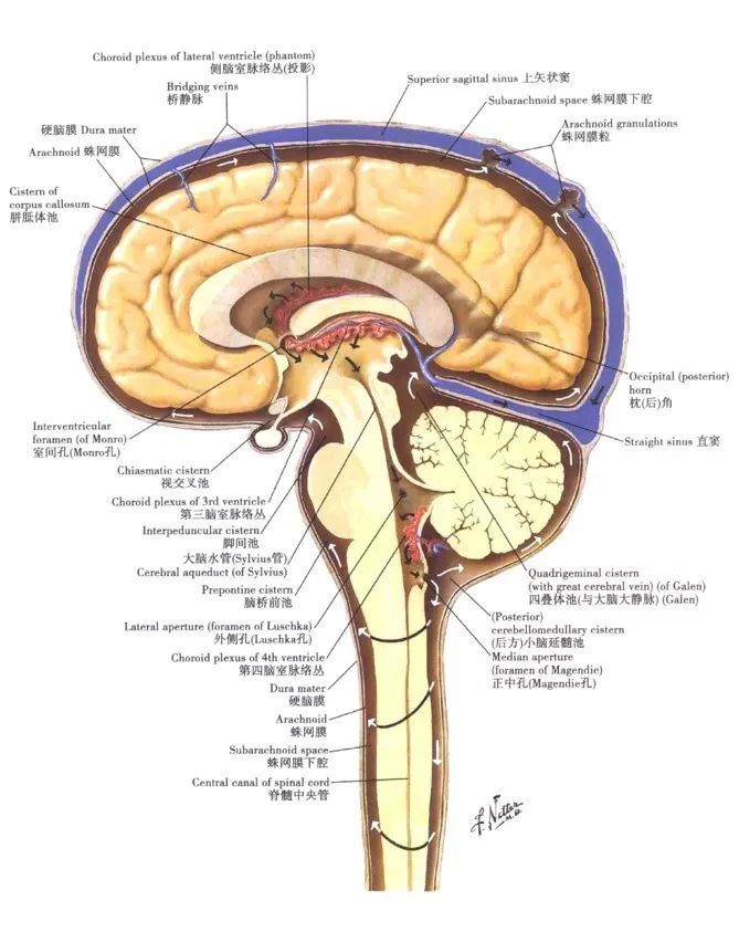 大脑纵裂位置图片