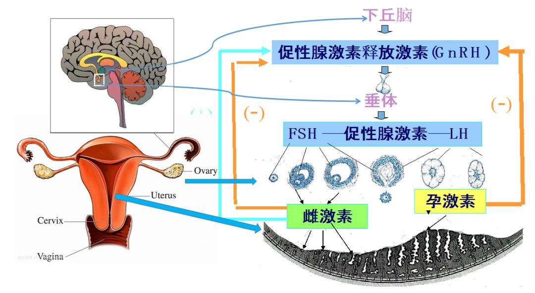 成分:血液,子宫内膜碎片,宫颈粘液,脱落的阴道上皮细胞性状:粘稠而不