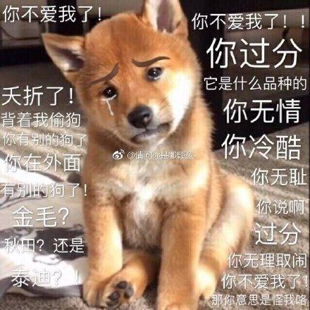 呆萌柴犬表情包:下面听我说,我们都是狗