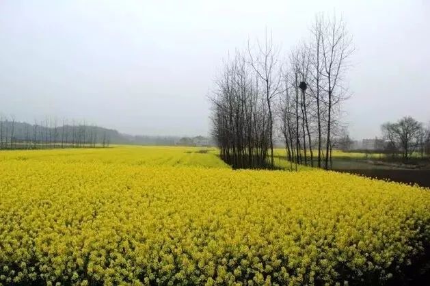 潜江东荆花园图片