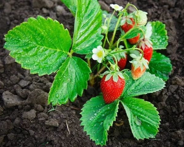 草莓植株结构图图片